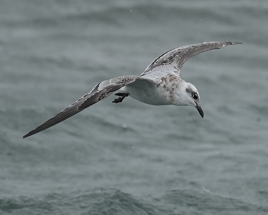 Mediterranean gull